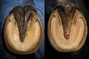 chodidla strmějších a užších kopyt