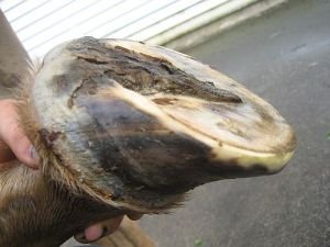 vyboulené chodidlo, vyčnívající a nemocný střel, prohnutá kopytní stěna