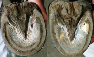 přední a zadní kopyto muly přední a zadní kopyto muly