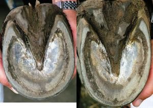 přední a zadní kopyto muly