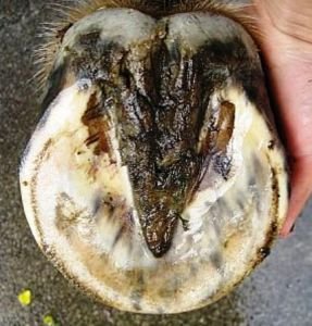 kopyto s velmi mělkými postrannímu rýhami kopyto s velmi mělkými postrannímu rýhami