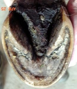 kopyto s hlubokými střelovými rýhami u patek