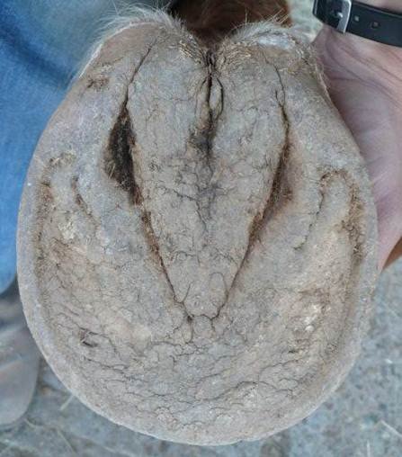 co je na tomto kopytě špatně? co je na tomto kopytě špatně?