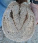 kontrahované patky a hluboká střelová rýha kontrahované patky a hluboká střelová rýha