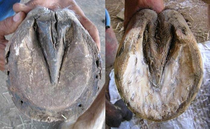 Co mají tato kopyta společného a v čem se liší? Co mají tato kopyta společného a v čem se liší?