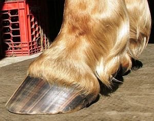 zdravý, leský a rovný povrch kopyta