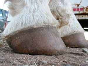 kopyto koně žijícího v drsném terénu je obroušené
