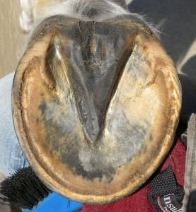 rovnoměrně tlustá stěna domestikovaného koně