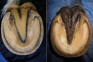 zdravá bílá čára