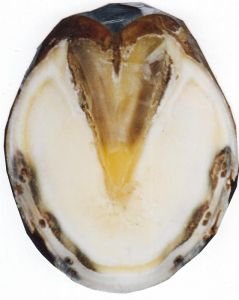 poškozená bílá čára