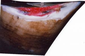 poškození lístků podkováky