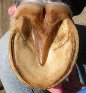 chodidlo bez nahromaděné mrtvé rohoviny s přerostlými rozpěrkami