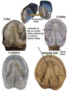 vývoj kopytního střelu