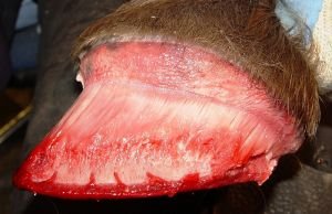 škára jednotlivých částí kopyta