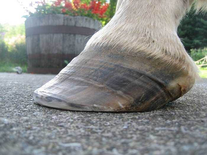 co je na tomto kopytě špatně a proč?