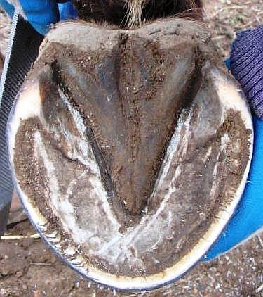 proč není kopytní stěna po celé délce stejně tlustá?