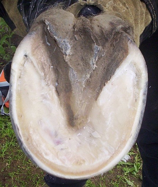 na jaký problém ukazuje bílá čára kopyta?