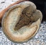 kopyto koně ze suché oblasti