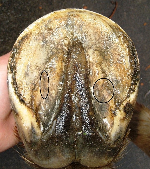 je toto kopyto pro koně pohodlné?