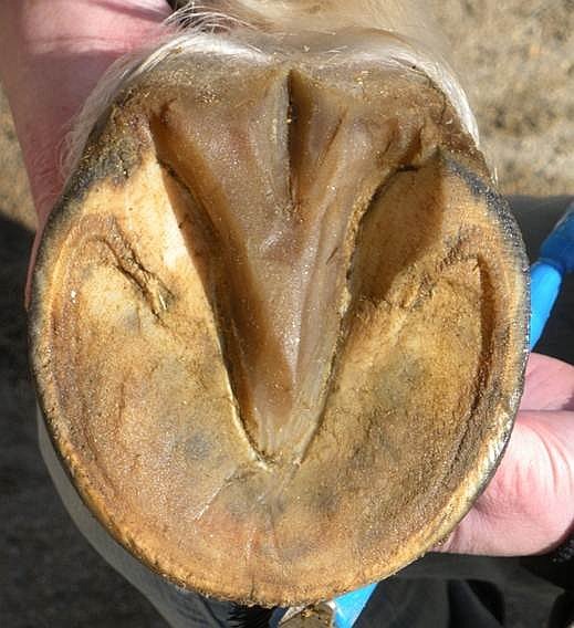 provedli byste na tomto kopytě nějaké úpravy