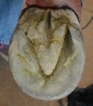 nahromaděná rohovina chodidla a přerostlé rozpěrky