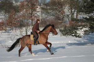 oholení koně se při zimní intenzivní práci nepřehřejí