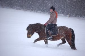 sníh jako posilovna pro koně
