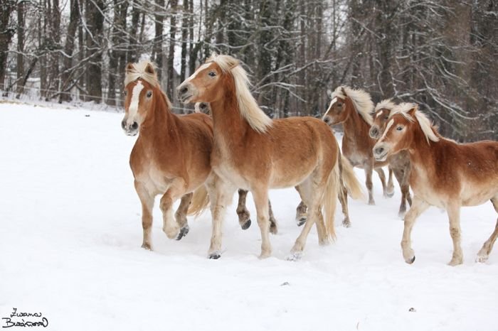 Haflingové z Hell Creek ranchce Haflingové z Hell Creek ranchce