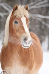 Haflingové z Hell Creek ranch