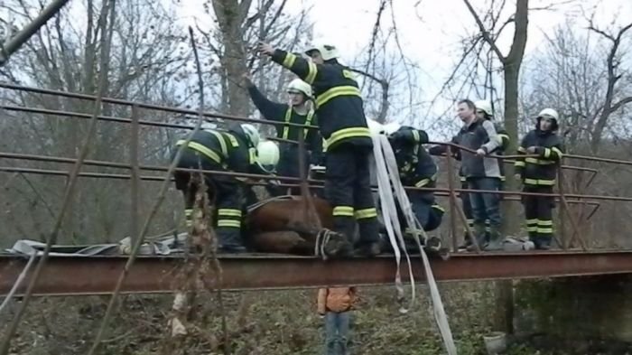 Kůň na mostku Kůň na mostku