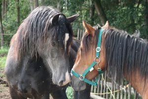 kontakt začíná očicháním