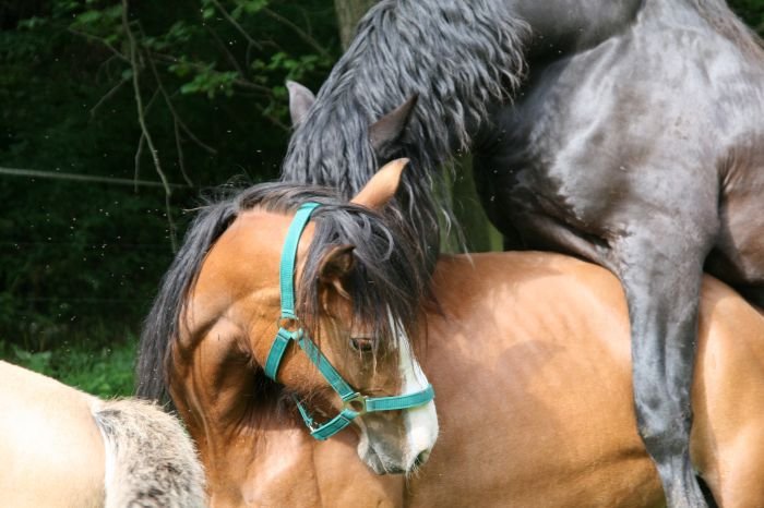 připouštění ve volnosti