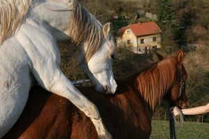 připouštění klisny