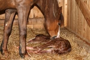 když se dílo podaří...