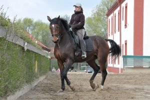 Živý plot podél hrazení