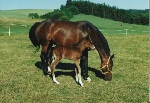Chov koní není o rychlém zisku, ale o dlouhodobých investicích s návratností v řádu let.