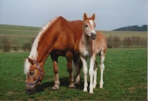 Mám, nebo nemám odchovat hříbě od vlastní klisny?