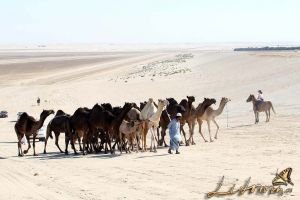 Setkání s velbloudy