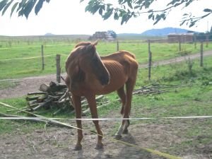 špatný výživný stav koně