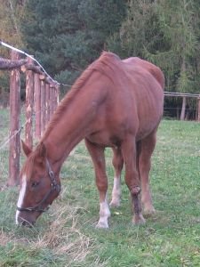 špatný výživný stav a chronická rána