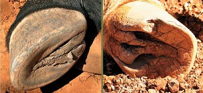 vlevo: kopyto koně z kamenitého prostředí, vpravo: kopyto koně z písčitého prostředí