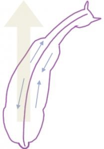 dovnitř plec doprava