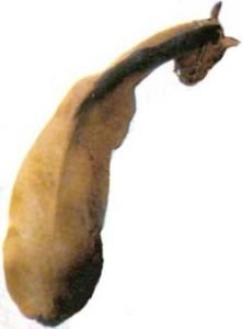 jak se kůň ohýbá