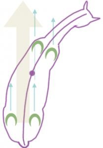 dovnitř plec doprava