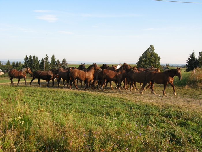 Francův dvůr - pastviny