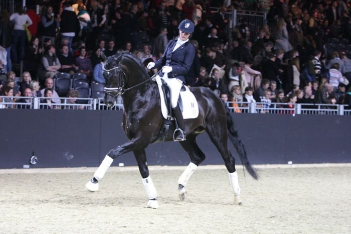 Inovace pravidel v drezuře