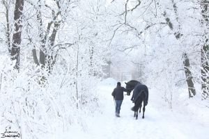 Mít vlastního koně je snem mnohých z nás