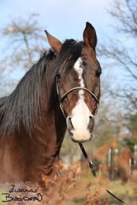 Výraz koně je důležitý