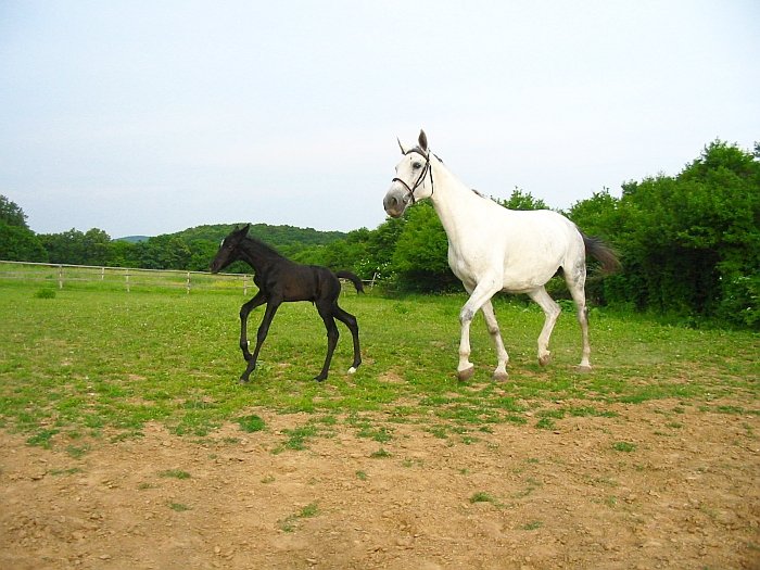 první cval ve výběhu první cval ve výběhu