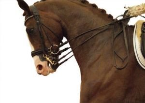 moderní drezurní kůň